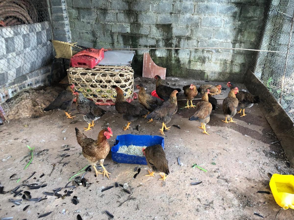 Son Thuy Homestay Ha Giang Exteriör bild